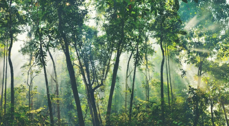 forest with sunlight streaming through trees